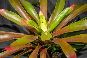 Olla de 9"" Aechmea Witrukia Superbum - Imagen 1 de 9
