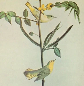 John James Audubon Birds LOUISIANA WARBLER piatto libro vintage stampa artistica 263 - Foto 1 di 3