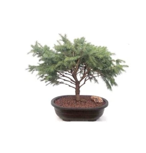 Serbian Spruce Outdoor Evergreen Bonsai Tree Picea Omorika Nana 21" Tall 23 y.o. - Picture 1 of 3