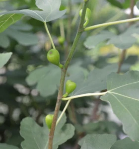 Higuera real 60-80cm - Ficus carica - Imagen 1 de 1