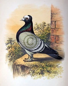 "Póster de Paloma Elegante ""El Sacerdote"" de James C. Lyell Arte 13"" X 19" - Imagen 1 de 1