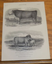 1878 Antique COLOR Print///HEREFORD BULL, & SOUTH DOWN SHEEP