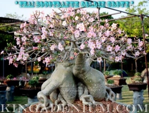 ADENIUM THAI SOCOTRANUM " GOLDEN CROWN " 20 SEEDS, NEW & RARE, GREAT FOR BONSAI - Picture 1 of 3