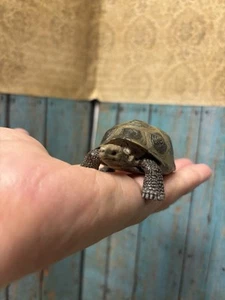 Schleich TORTOISE Turtle Animal Figure Wildlife 2008 Retired - Picture 1 of 6