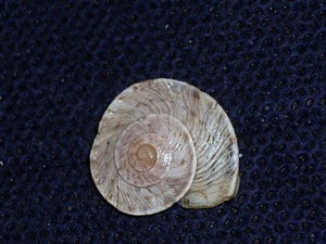 MARMORANA SCABRIUSCULA ERICINA UNCOMMON, ENDEMIC - Picture 1 of 2