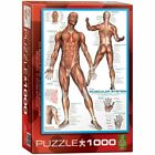 Eurographics Puzzle 1000 Rompecabezas de Piezas - The Muscular Sistema