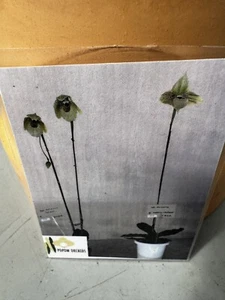 Paphiopedilum malipoense - Bild 1 von 3