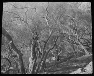 ANTIQUE Magic Lantern Slide OLIVE TREES NEAR SANREMO C1910 PHOTO ITALY - Picture 1 of 2