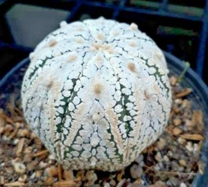 Astrophytum asterias Super KABUTO V Forma de Estrella Cactus 10 SEMILLAS + FITOCERTIFICADO - Imagen 1 de 3