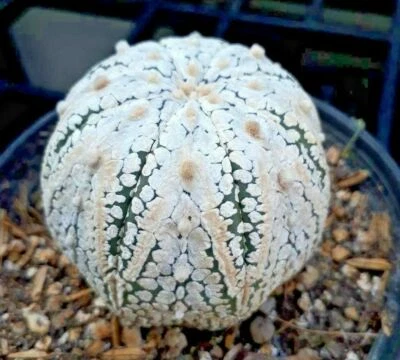 Astrophytum asterias Super KABUTO V Star Shape Cactus 10 SEED + PHYTO CERTIFICAT - Image 1 of 3