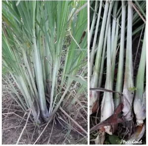 5 Rooted Organic Lemongrass Stalks Ready to Plant Lemon Grass Grows Quickly - Picture 1 of 1