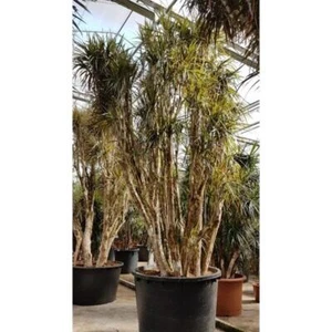  Drachenbaum Dracaena Marginata Zimmerpflanze Grünpflanze Gerandeter Drachenbaum - Bild 1 von 4