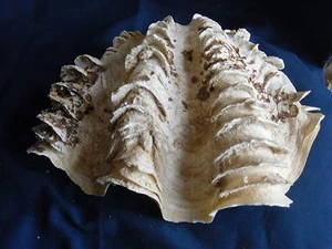 Tridacna squamosa - Halbschale 9"X7" von Majuro im S Pacific Ocean - Bild 1 von 6