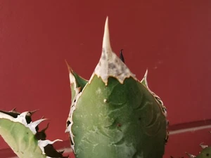 Agave Titanota, Agave Oteroi, FO-076 Hakugei, especial, Agave Oaxaca Salvaje  - Imagen 1 de 5