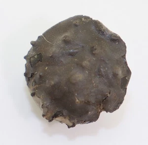 Krebs, Neocrocarinus labeschii, Kreide, Alb, Gault, Folkestone, Kent, UK-L662 - Picture 1 of 6