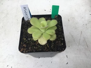 Pinguicula Agnata - Picture 1 of 1
