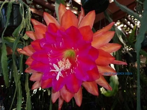 Epiphyllum Orchid Cactus " KIWI OSCAR WINNER " Cutting - Picture 1 of 3