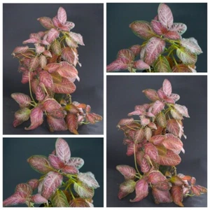 Episcia Country Clown Llama Violeta Rama sin raíces Raro - Imagen 1 de 1