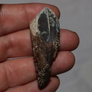 TOROSAURUS / Triceratops Tooth - Gorgeous from Hell Creek Formation - Cretaceous - Picture 1 of 12