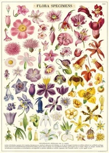 Cavallini & Co. Flora Proben Poster, Archivpapier, matt - Bild 1 von 5