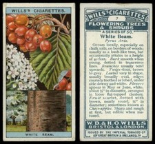 White Beam #7 Flowering Trees & Shrubs 1924 Wills Cigarette Card