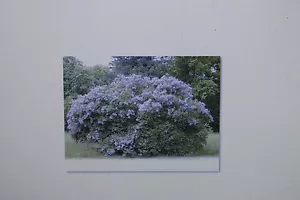 10 Graines Albizia Chinensis, Albizia Stipulata, Seidenbaum, #36 - Bild 1 von 1