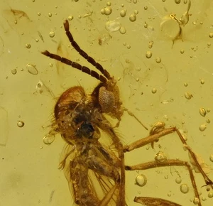 Mycetophilidae dettagliato (Fungus Mosnt), inclusione di insetti fossili nell'ambra birmana - Foto 1 di 4
