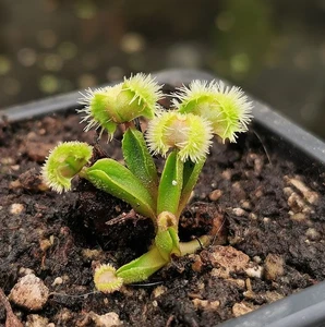 Venus Fly Trap pompom Carnivorous Plant - Picture 1 of 3