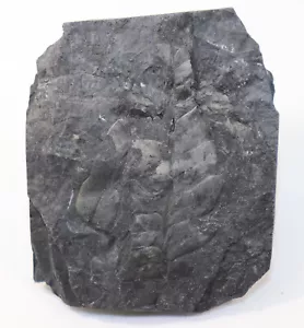 Pflanze, Pecopteris sp., Karbon, St Clair, Pennsylvanien, USA -f794 - Bild 1 von 3