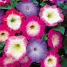 CELEBRITY PINK MORN Petunia - 50 Seeds