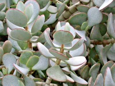 Succulent Crassula Arborescens SILVER DOLLAR 3 Live 2-4" unrooted Plant Cuttings - Image 1 of 3