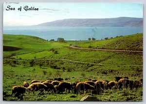 Cartolina - Mare di Galilea - Foto 1 di 2