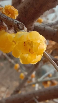Fragrant Wintersweet /Luteus /lamei over 6years Bonsai suxinlamei 香水素心腊梅盆景 - Image 1 of 4