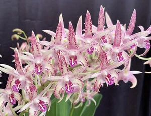 Orchids Dendrobium Brimbank Fire ‘Leanne’ Mericlones 50mm Pots - Picture 1 of 4
