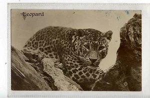 (KJg8491-477) RP, LEOPARDO DE LEONES Y TIGRE, LEOPARDO - Imagen 1 de 2