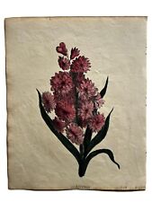 Pink Hyacinth, Original Antique Print