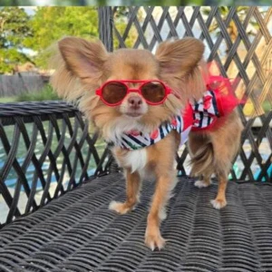 Vestido de cereza y rayas para perro con correa a juego XS-S-M-L-XL - Imagen 1 de 4