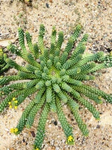 Euphorbia Caput-Medusae Medusa - Unique and Striking Succulent for Bold Gardens - Picture 1 of 6