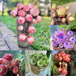 Seed-Mixed Colors Mountain Roses Seeds|Potted Flowers, Rare Succulent -1 bag # - Foto 1 di 14