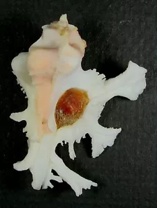MUREX ANATOMICA 44,69 mm SUPER ELECCIÓN ESPÉCIMEN RARO Wakayama, Japón - Imagen 1 de 2