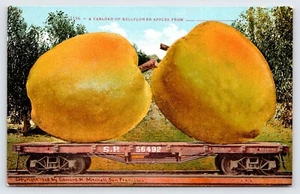 Postcard Edward Mitchell Exaggeration Apple Fruit Postcard c1910s P2 - Picture 1 of 2