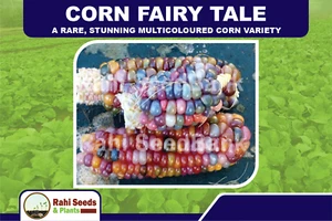 Corn Fairy Tale - A Rare, Stunning Multicoloured Corn Variety - 5 Seeds!!! - Picture 1 of 7