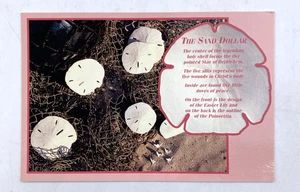 Der Sand Dollar Postkarte Christlicher Stern von Bethlehem Osterlilie - Bild 1 von 3