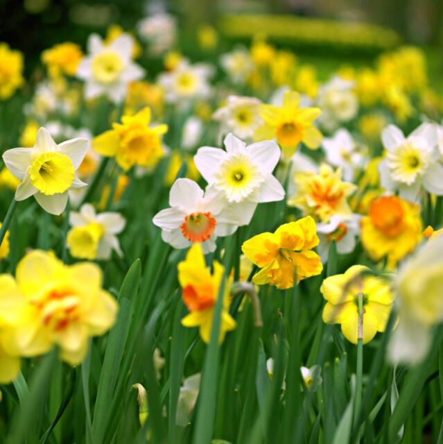 DAFFODIL HOOPOE SWEETNESS NARCISSUS GARDEN BULBS AUTUMN GARDENING SPRING  FLOWER