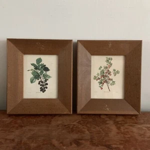 Set Of 2 Carlos Von Riefel Botanical Prints Mid Century Botany Art Print 7.5x6.5 - Picture 1 of 4