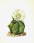 Vintage Cactus Print White Flower Botanical Spider Cactus Art Print 3506-48