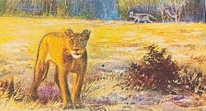 Tarjeta de cigarrillo alemana 1929 animales de caza con Carl Hagenbeck #51 león leona - Imagen 1 de 3