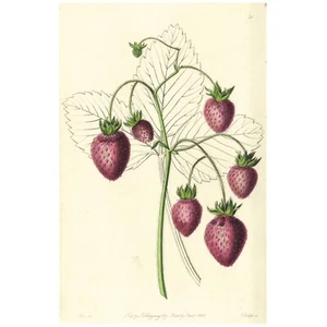 Grabado de frutas coloreadas a mano Lindley Pomology 1828, pl. 31, FRESA - Imagen 1 de 9