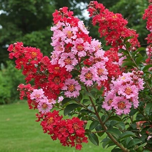 Crape Myrtle Tree Live Dual Red Pink Rasberry Sundae Flowering 1 Gal Pot 1-2 Ft - Picture 1 of 3