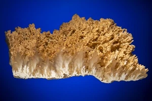 Quartz var. Angel Wing agate Burns, Harney County, Oregon 2103-006 - Picture 1 of 6